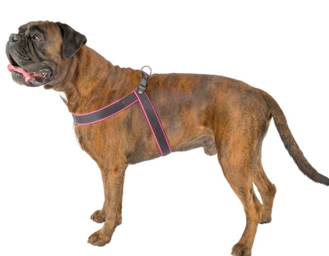 FERPLASTΕργονομική ζώνη στήθους για σκύλους με μαλακή επένδυση και ελαστικό κλείσιμο κορδονιού 2 PETWITHLOVE