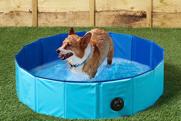 pool_for_dogs.jpg