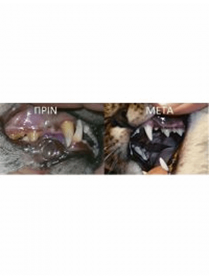 Proden Plaque Off Σκόνη Γάτας 40g